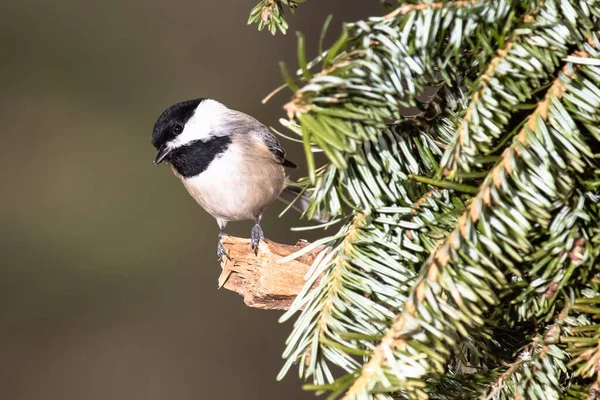 Mésange Caroline Perchée Dans Arbre Feuilles Persistantes — Photo