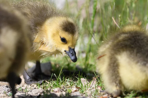 Nyfödd Gosling Lära Sig Att Söka Mat — Stockfoto