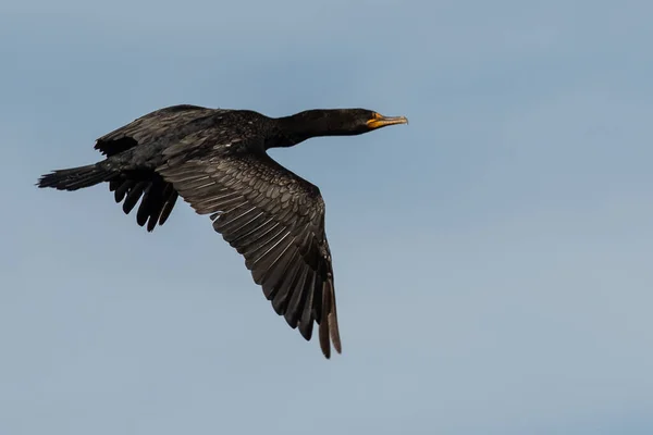 Double Crested Cormorant Vliegend Een Blauwe Lucht — Stockfoto