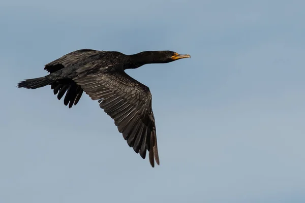 Doppelhaubenkormoran Fliegt Blauem Himmel — Stockfoto