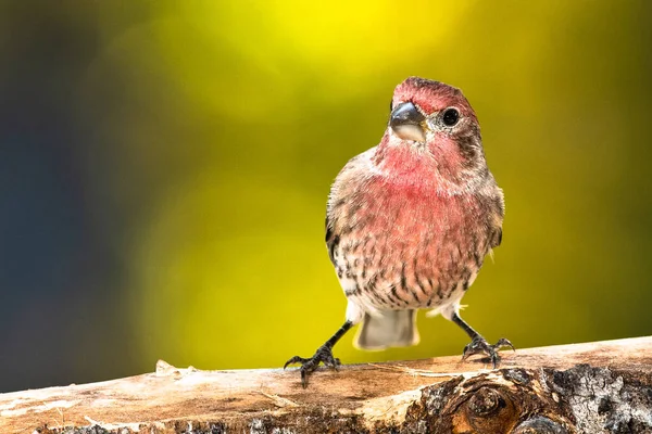 Finch Hanesi Sonbahar Şubesine Tünemiş — Stok fotoğraf