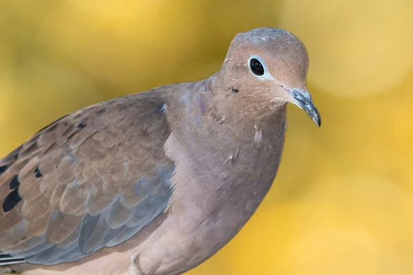 Mourning Dove Perched Autumn Branch — Stock Photo, Image