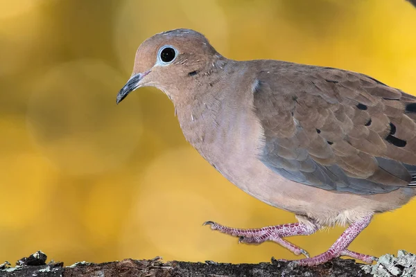 Paloma Luto Posada Una Rama Otoño — Foto de Stock