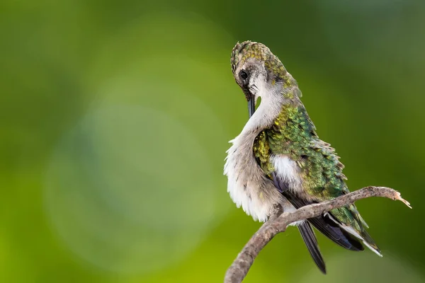 Ruby Throated Hummingbird Preening Medan Uppflugen Försiktigt Smal Twig — Stockfoto