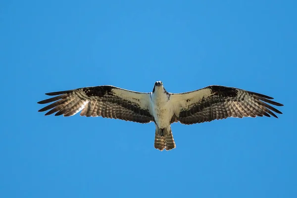 Kék Égen Repülő Magányos Osprey — Stock Fotó
