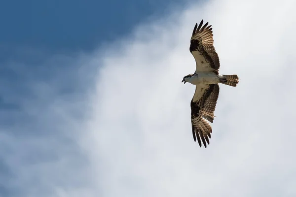 Ensam Osprey Flyger Molnig Blå Himmel — Stockfoto