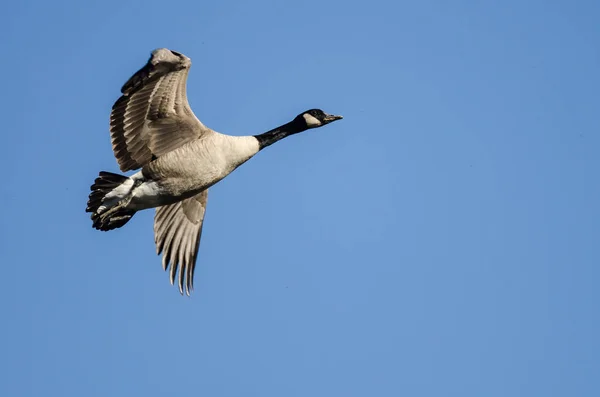 Lone Canada Goose Volant Dans Ciel Bleu — Photo