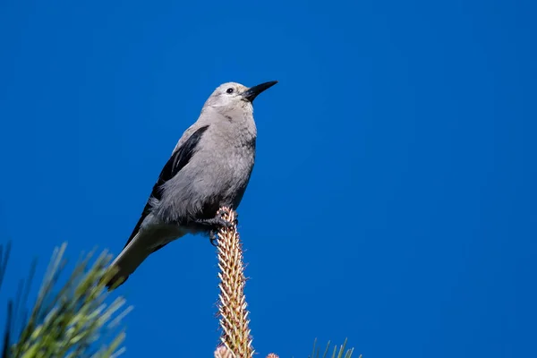 Clark Nutcracker Perched High Tree Tops — Stock Photo, Image