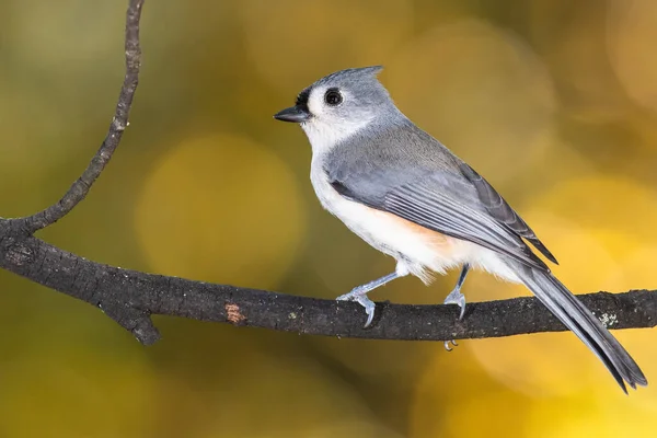 Tufted Titmouse Encaramado Una Rama Otoño Fotos de stock libres de derechos