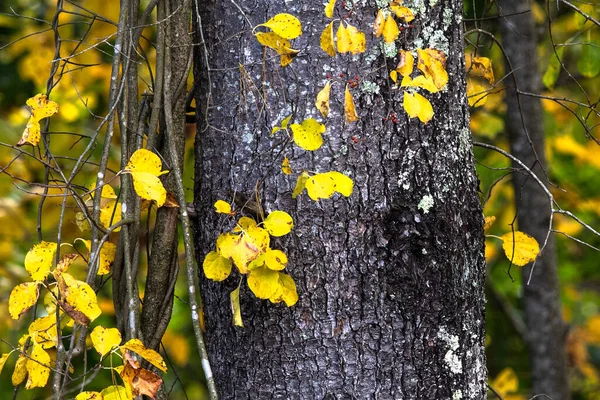 Дивовижні Кольори Осені Заховані Глибоко Зеленому Лісі — стокове фото