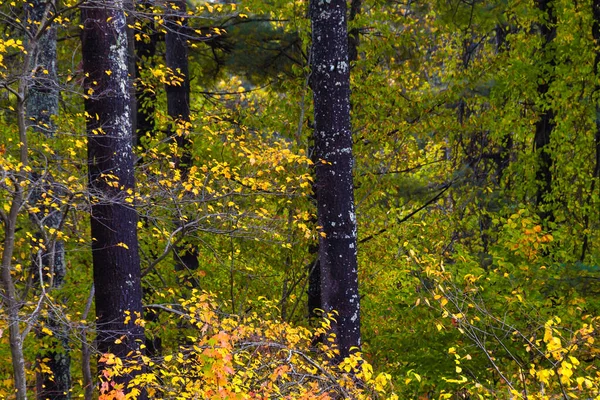 Cores Deslumbrantes Outono Escondidas Nas Profundezas Floresta Verde — Fotografia de Stock