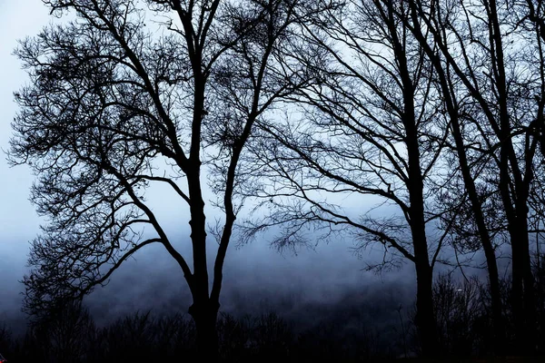Cienie Nastrojów Drzewek Ciemnym Mglistym Lesie — Zdjęcie stockowe