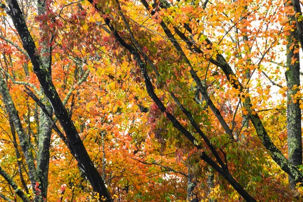 緑の森の奥にひっそりと佇む秋の紅葉 — ストック写真