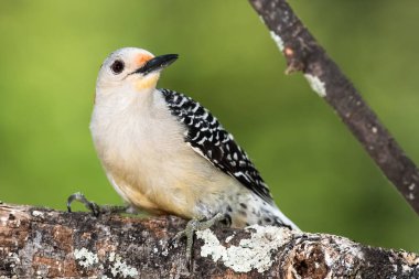Kırmızı Göbekli Ağaçkakan Ağacın Dalına Tünemiş