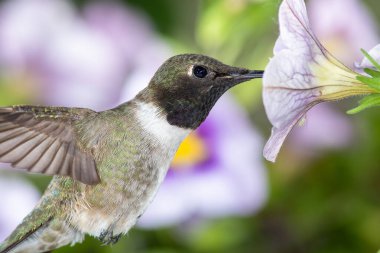 Siyah Çin Sinek Kuşu Mor Çiçekler Arasında Nektar Arıyor