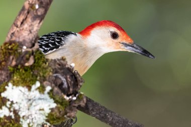 Kırmızı Göbekli Ağaçkakan Ağacın Dalına Tünemiş
