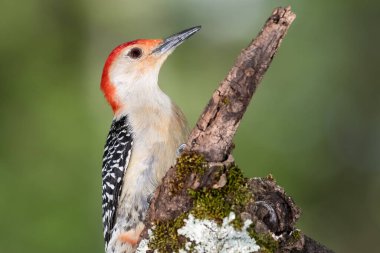 Kırmızı Göbekli Ağaçkakan Ağacın Dalına Tünemiş