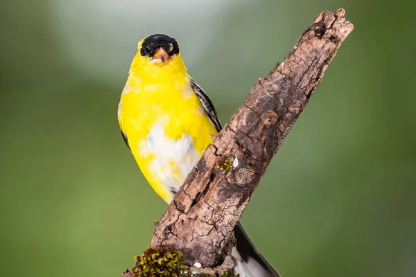 American Goldfinch Empoleirado Ramo Uma Árvore — Fotografia de Stock