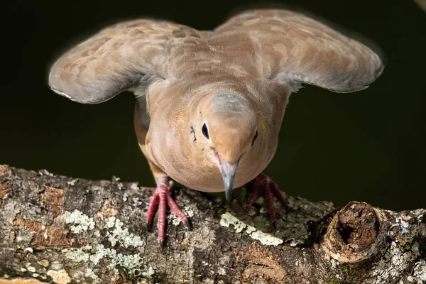 Trauernde Taube Hüpft Von Verwittertem Ast — Stockfoto