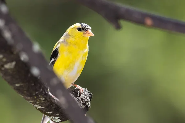 American Goldfinch Empoleirado Ramo Uma Árvore — Fotografia de Stock