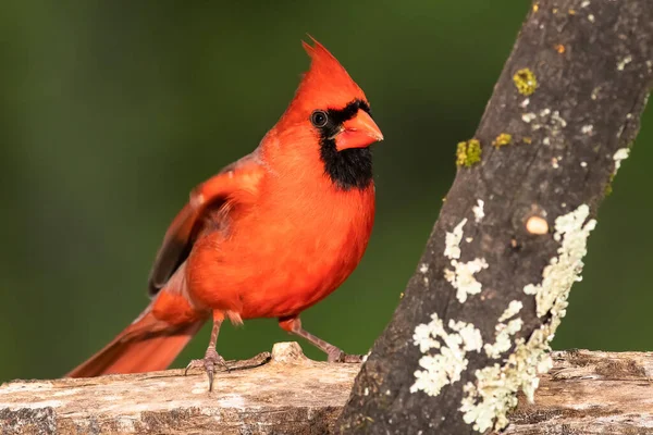 Cardenal Del Norte Encaramado Una Rama Árbol — Foto de Stock