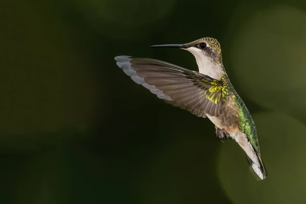 Ruby Throated Hummingbird Αιωρείται Στην Πτήση Βαθιά Στο Πράσινο Δάσος — Φωτογραφία Αρχείου