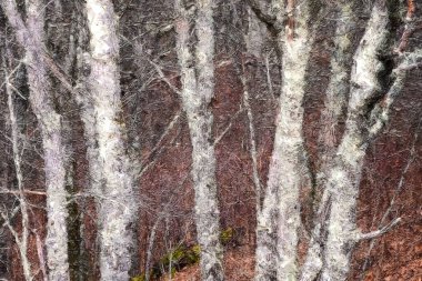 Lichen Kapalı Orman 'ın İzlenimci Biçim Sanatı Fantezi Dünyası' nda Var Olmuş Gibi