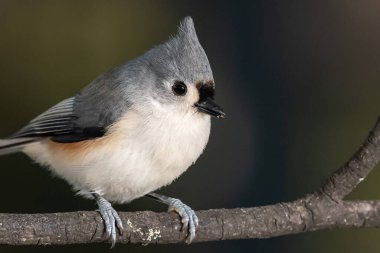 İnce bir dala nazikçe tünemiş Titmouse