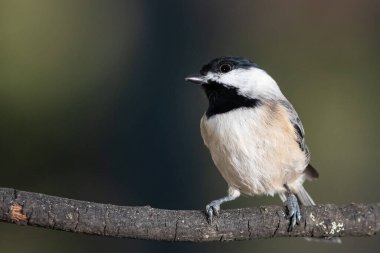 Carolina Chickadee İnce bir dala nazikçe tünedi