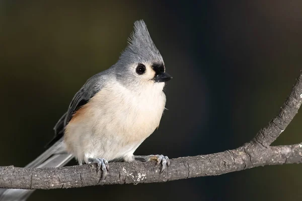 Tuftad Titmouse Uppflugen Smal Smal Gren — Stockfoto