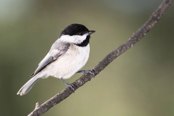 Carolina Chickadee İnce bir dala tünedi