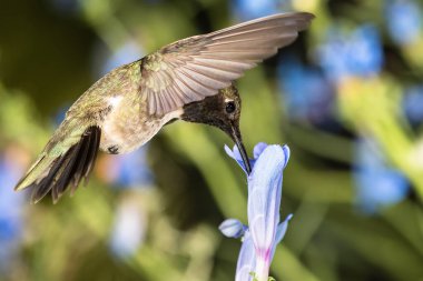 Siyah Çin Sinek Kuşu Mavi Çiçekler Arasında Nektar Arıyor