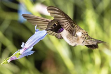 Siyah Çin Sinek Kuşu Mavi Çiçekler Arasında Nektar Arıyor
