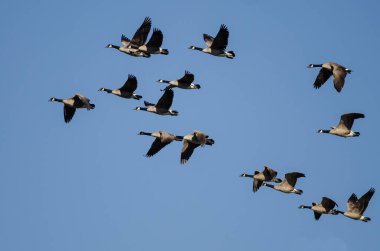 Kanada Kaz Sürüsü Mavi Gökte Uçuyor