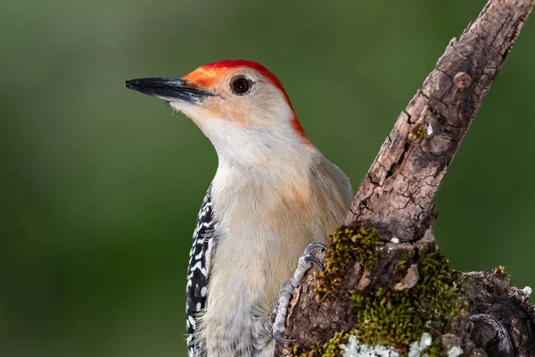 Picchio Dal Ventre Rosso Appollaiato Ramo Albero — Foto Stock