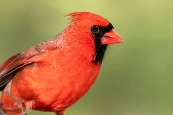 Perfil Cardenal Del Norte Mientras Está Encaramado Una Rama Árbol — Foto de Stock