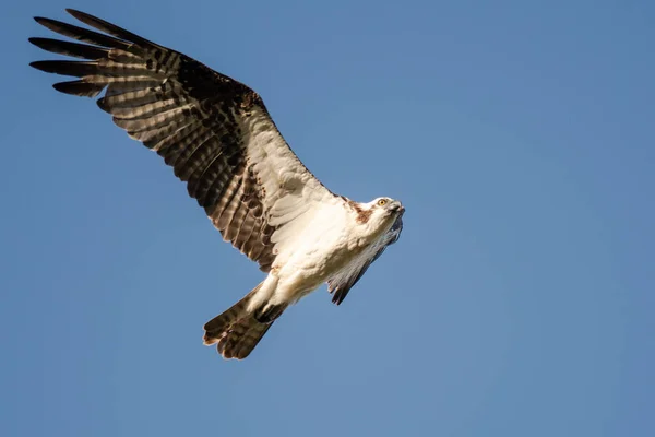 Lone Osprey Vliegen Een Blauwe Hemel — Stockfoto
