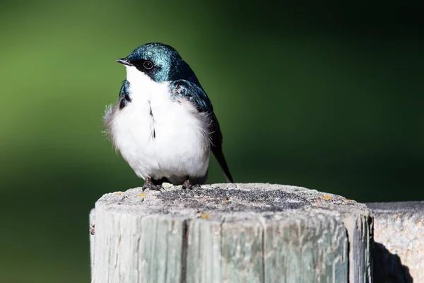 Träd Svälja Uppflugen Gammal Väders Trästaket Post — Stockfoto