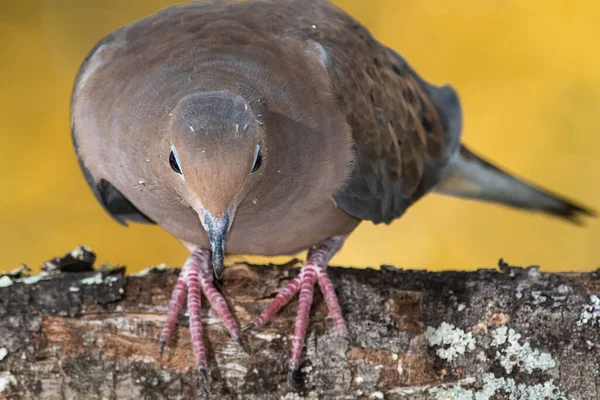 Sonbahar Dalından Atlamak Üzere Olan Bir Güvercin — Stok fotoğraf