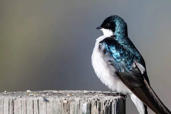 Tree Swallow Perched Old Weathered Wooden Fence Post — Stock Photo, Image