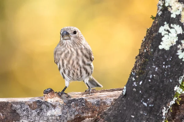 Dům Finch Usedl Podzimní Větev — Stock fotografie