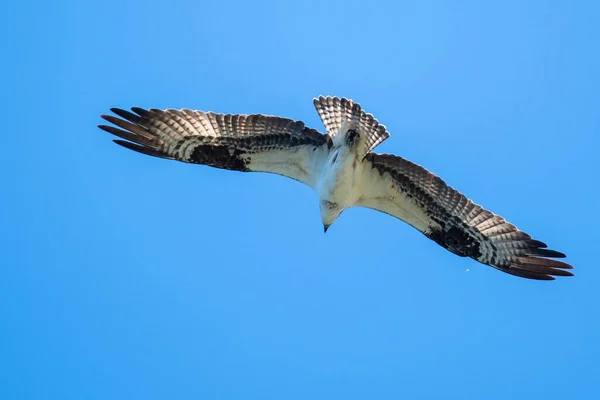 Lone Osprey Vliegen Een Blauwe Hemel — Stockfoto