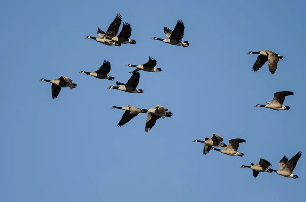 Kudde Canadese Ganzen Die Vliegen Een Blauwe Lucht — Stockfoto