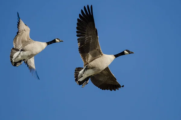 Paire Bernaches Canada Volant Dans Ciel Bleu — Photo