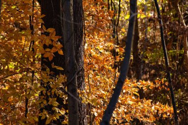 Yeşil Ormanın derinliklerinde Güz 'ün Çarpıcı Renkleri
