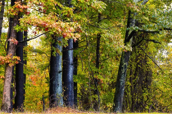 Atemberaubende Herbstfarben Tief Grünen Wald Versteckt — Stockfoto
