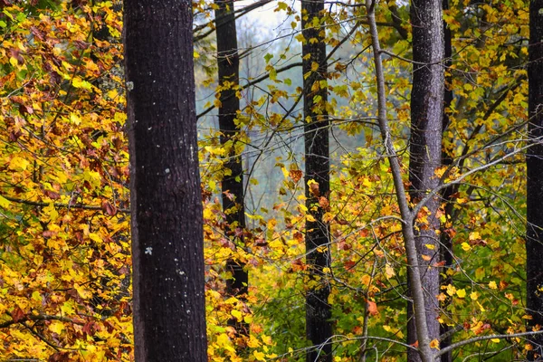 緑の森の奥にひっそりと佇む秋の紅葉 — ストック写真