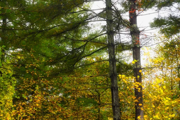 Impresionantes Colores Otoño Ocultos Profundo Del Bosque Verde —  Fotos de Stock