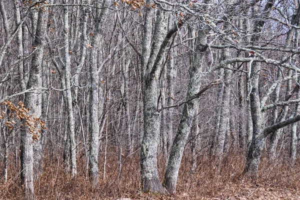 Bosque Cubierto Liquen Como Existiera Mundo Fantasía — Foto de Stock