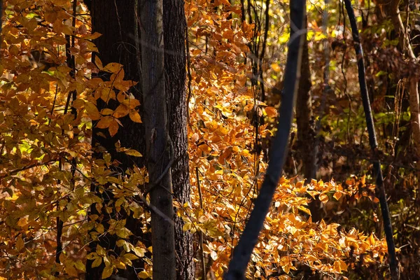 Atemberaubende Herbstfarben Tief Grünen Wald Versteckt — Stockfoto